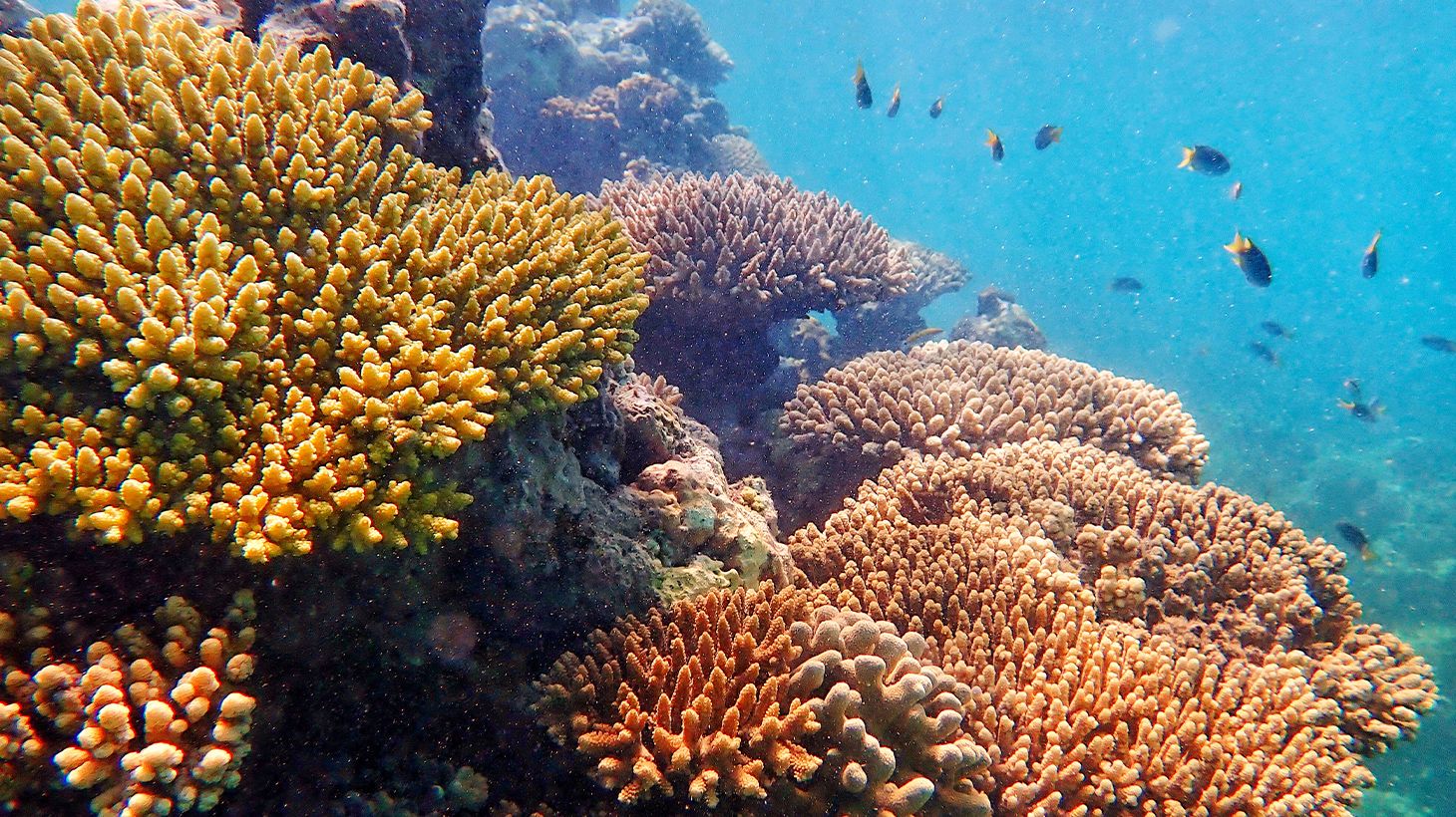 Full-Day Ningaloo Reef Snorkel Adventure with Morning Tea, Picnic Lunch & Snorkelling Gear 8