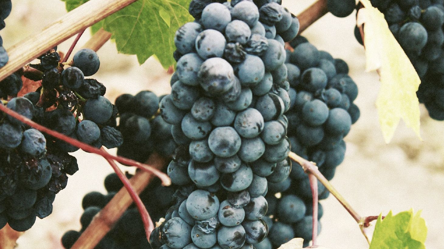 Full-Day Canberra Essential Wineries Tour with Transfers 7