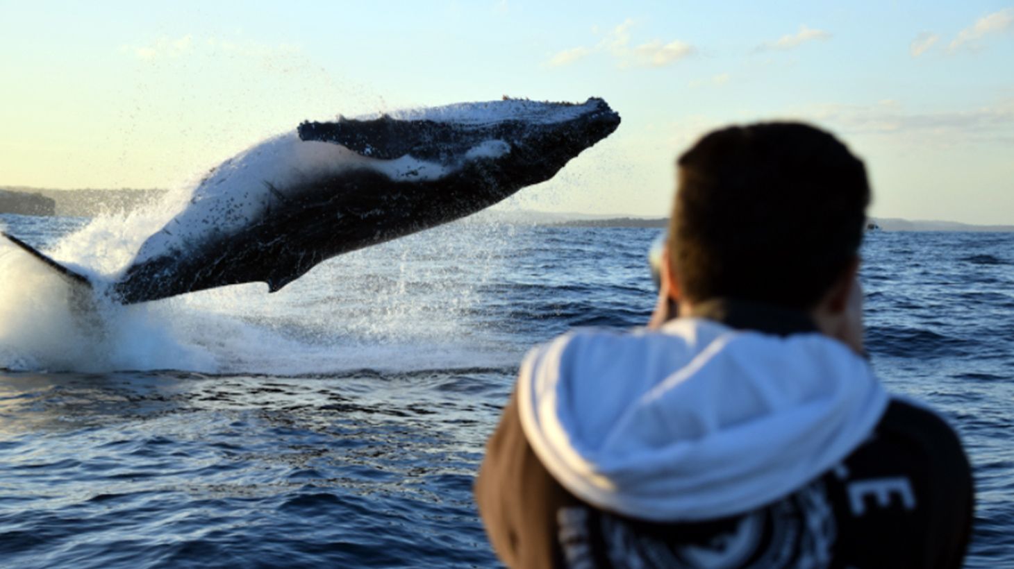 Two-Hour Whale Watching Cruise from Circular Quay 3