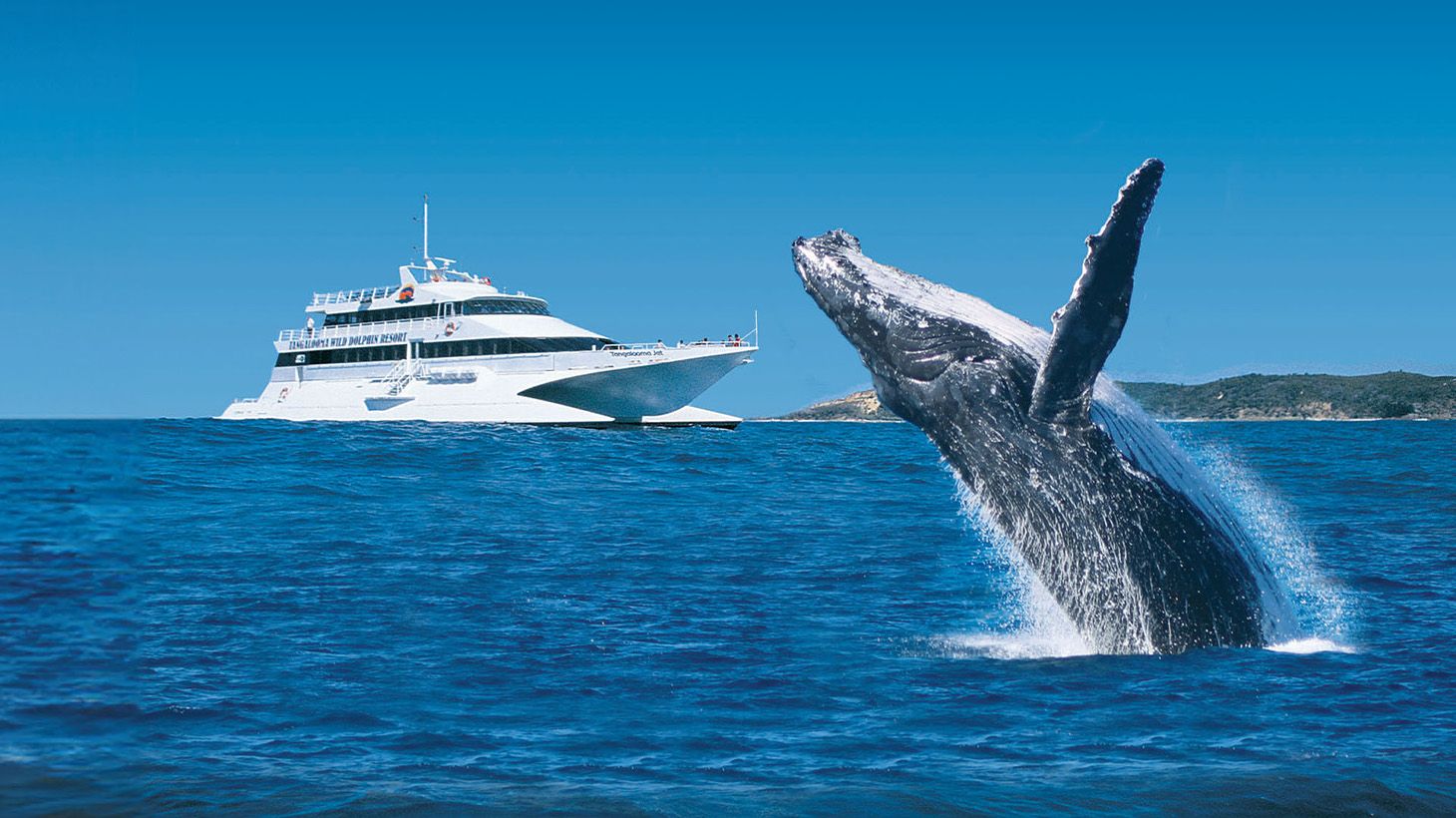 Official Tangalooma™ Day Cruise: with 3hr Whale Watching Tour, Lunch, & Resort Access