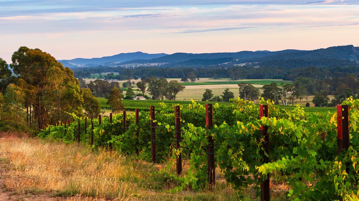 45-Minute Small Group Prosecco Tasting Experience at Pizzini Wines 3