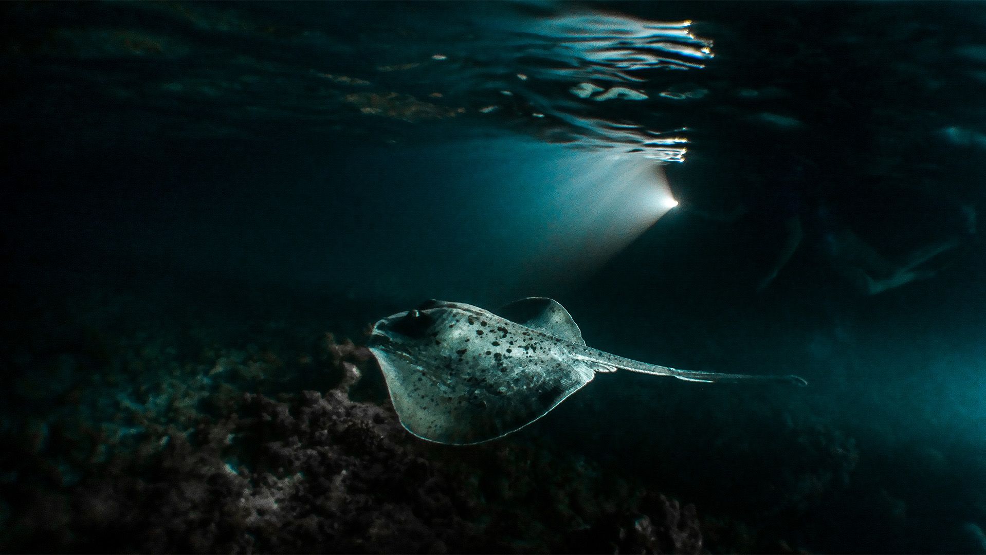 Ifuru Island Maldives Diving Experiences for Every Level – Scuba Diving & Open Water Dives 8