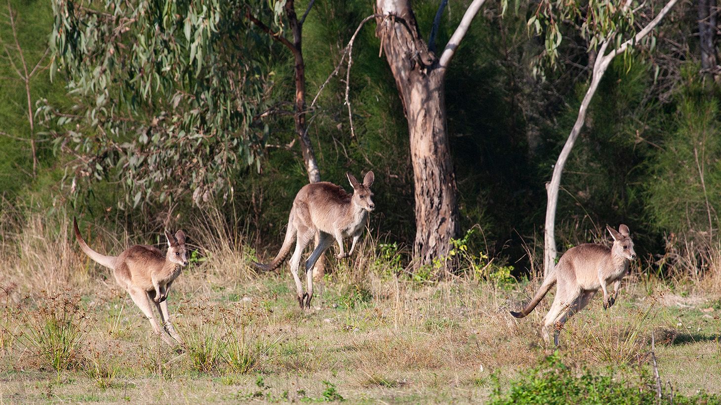 Brisbane: Half-Day Kangaroo, Mangroves & Ocean Tour with Return Transfers & Wildlife Photography