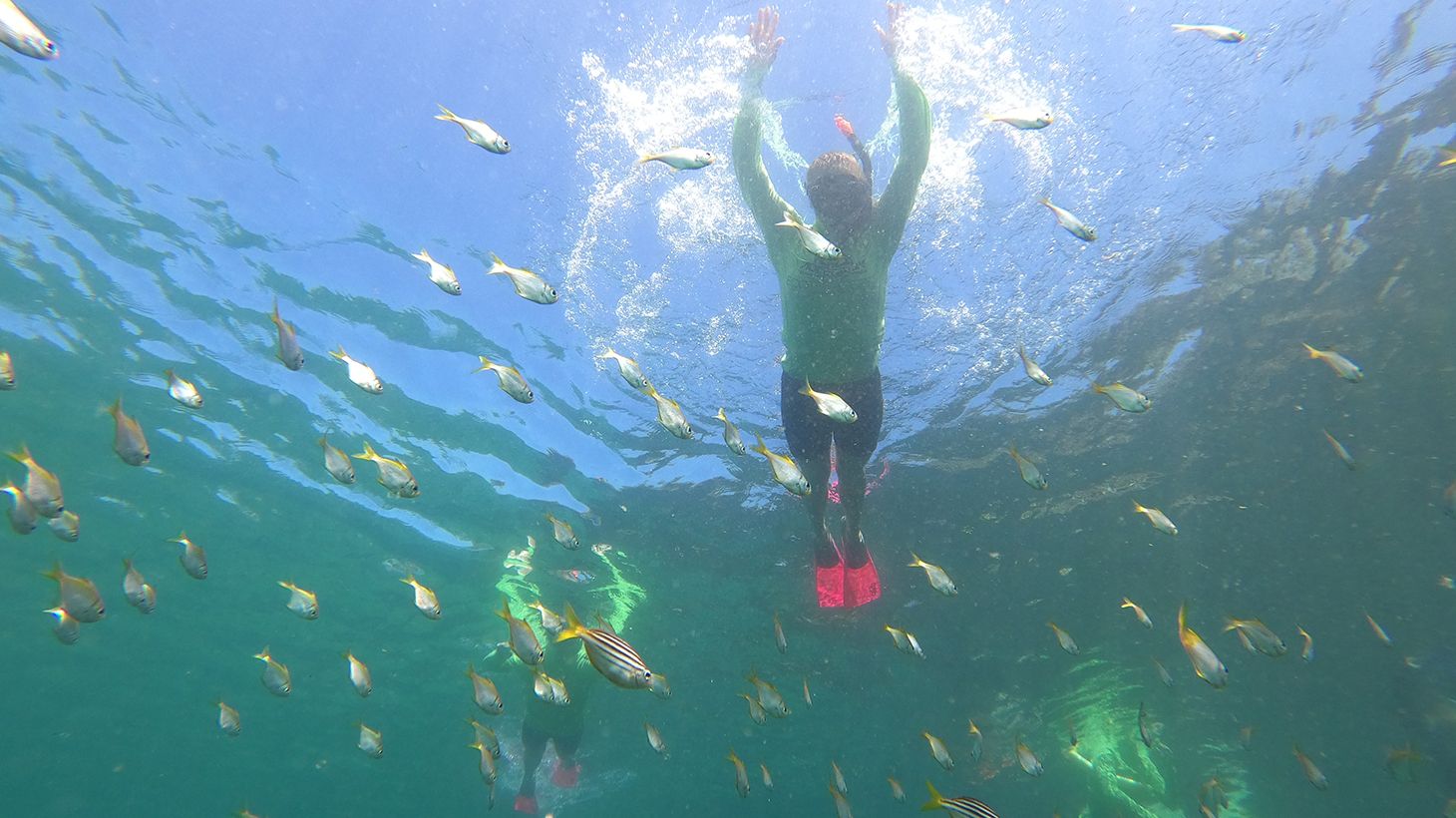 2.5-Hour Manly Snorkel & Headland Walk Eco Tour 3