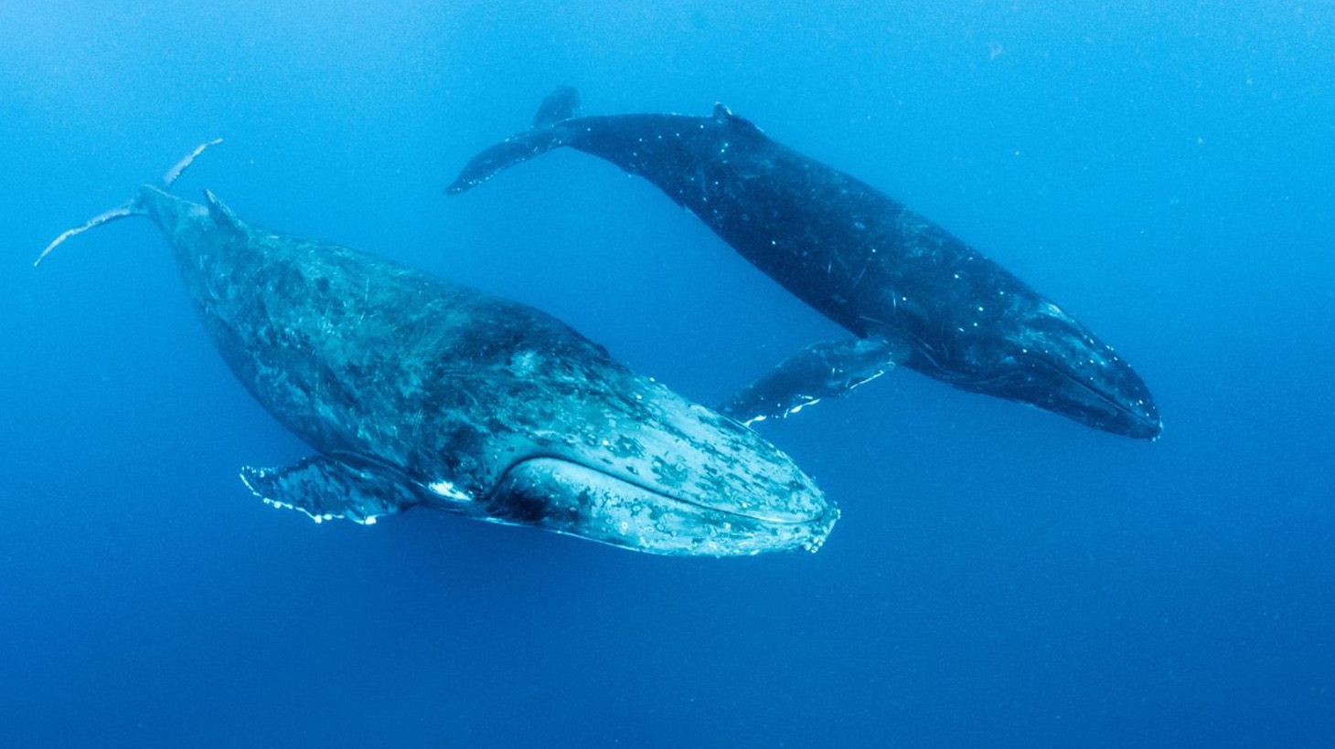 2.5-Hour Whale-Watching Cruise on a Superyacht 5