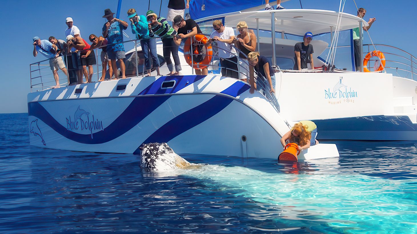 Eight-Hour Guided Whale Watching Experience with Buffet Lunch 1