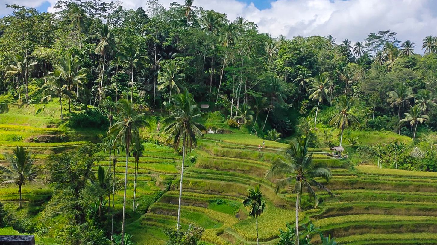 Private Ubud Foodie Tour with Lunch, Visit to Coffee Plantation & Street Food Tasting 2
