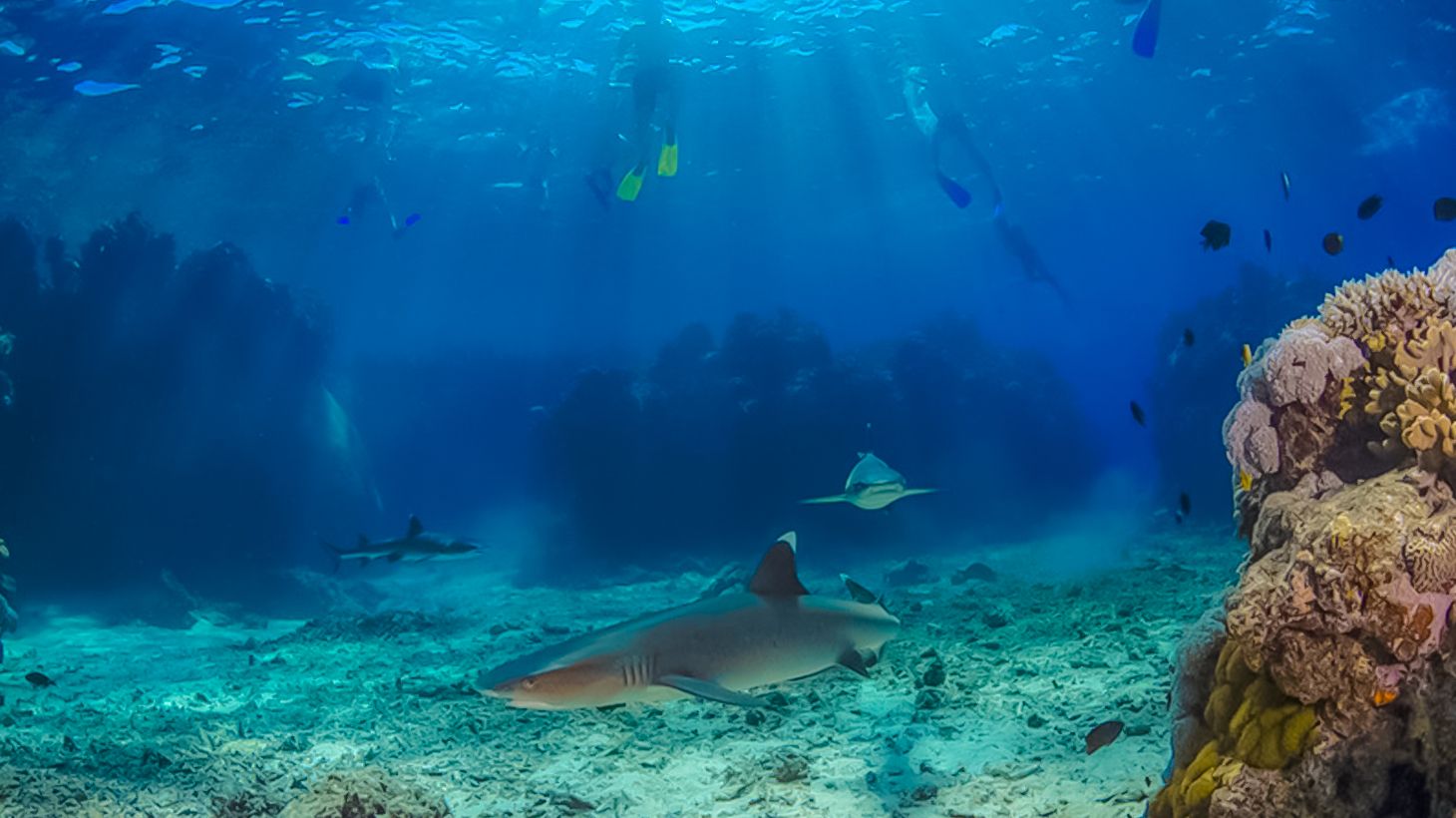 Full-Day Snorkelling with Sharks Experience with Lunch, Kuata Island Scenic Cruise & Roundtrip Transfers 3