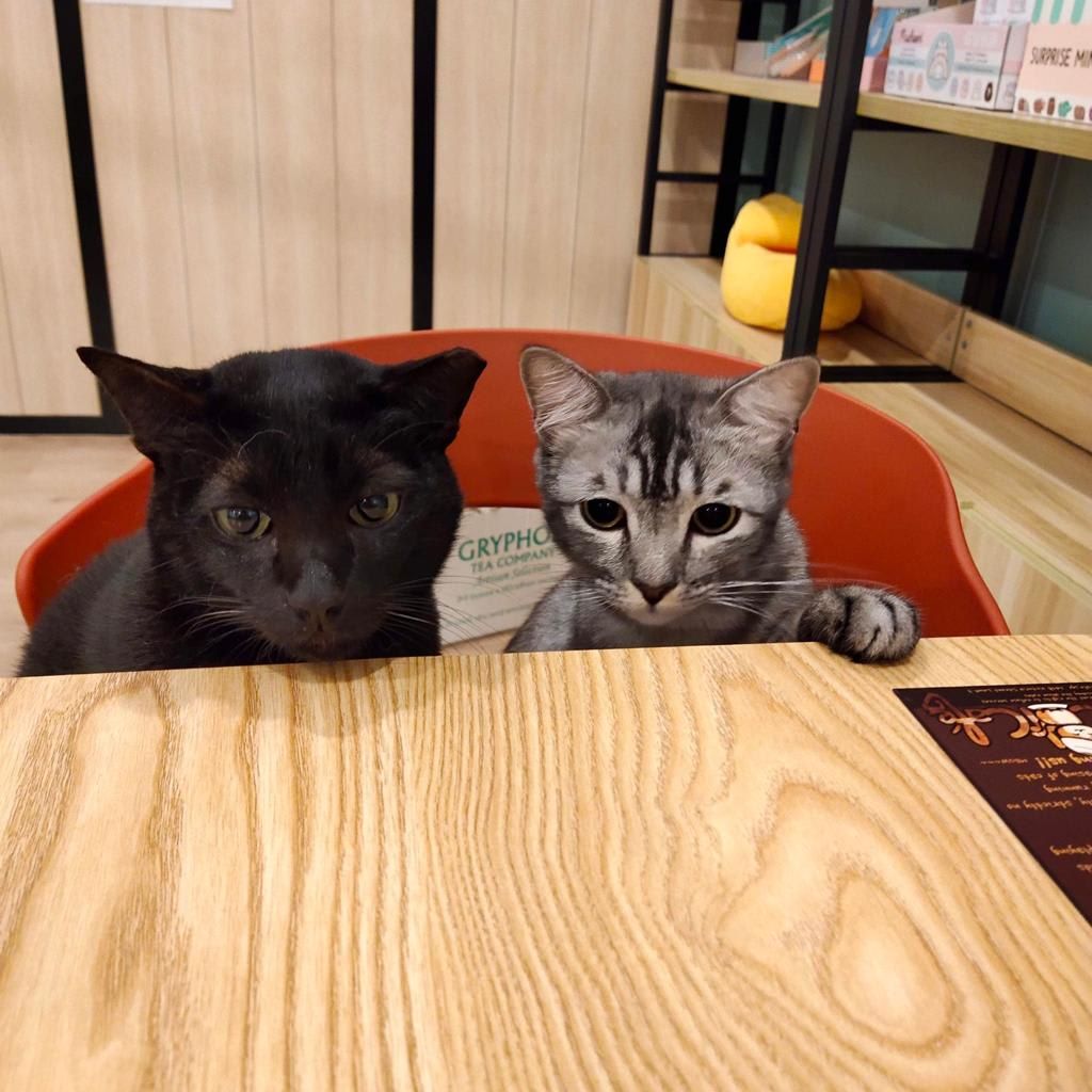 The Cat Cafe in Singapore 