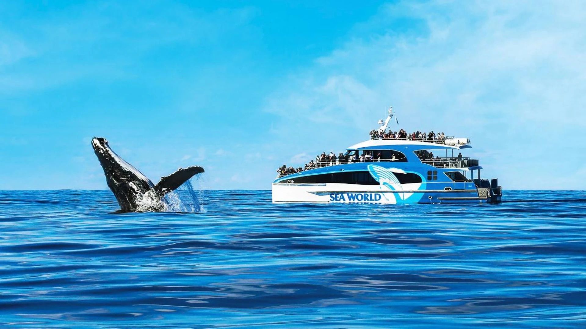 Embark on a Whale Watching Adventure with 100% Whale Sighting Guarantee