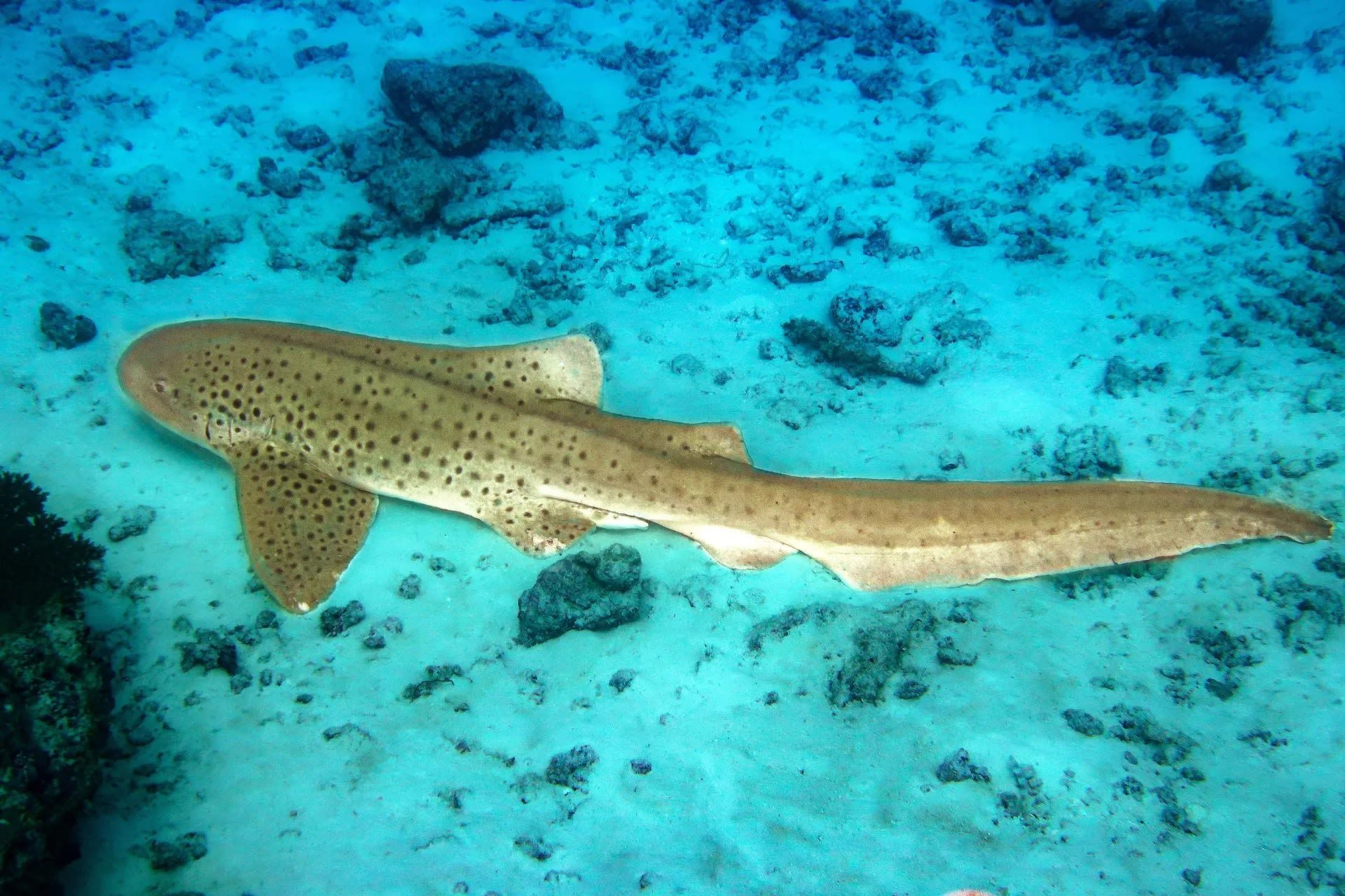 Dive Mastery in North Ari Atoll: Advanced Course with PADI 5* Center 2