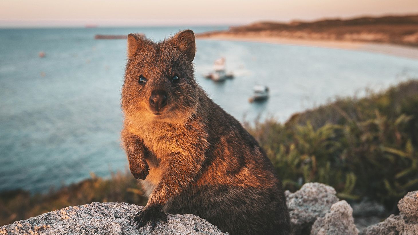Explore the Wonders of Rottnest on a Two-Hour Eco Walking Tour 1