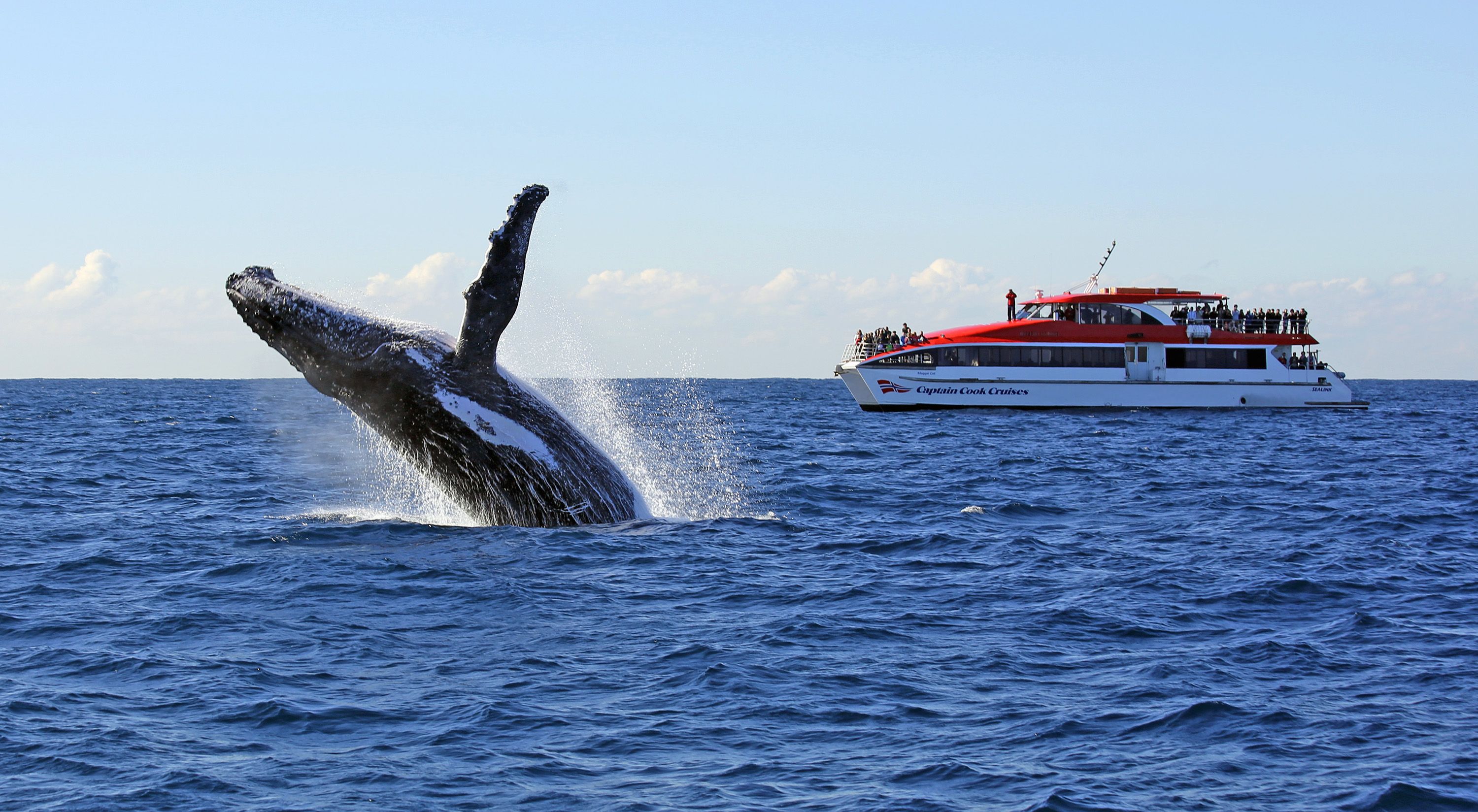 Whale Watching Exploration Adventure with Two-Day Hop On Hop Off Explorer Pass & Whale Sighting Guarantee