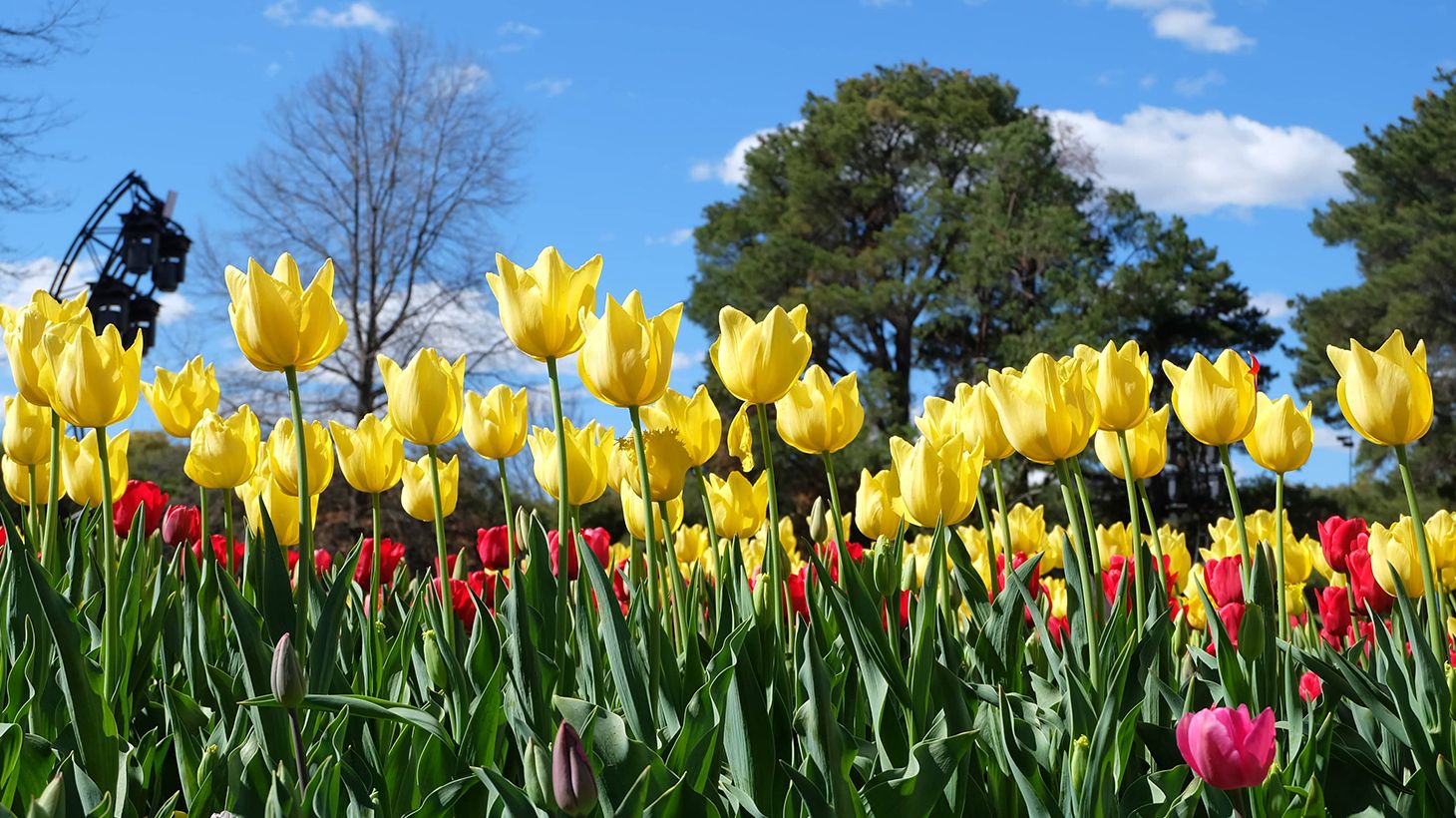 Full-Day Floriade Festival Small Group Tour with Tulip Top Gardens Visit & Pick-Up 3