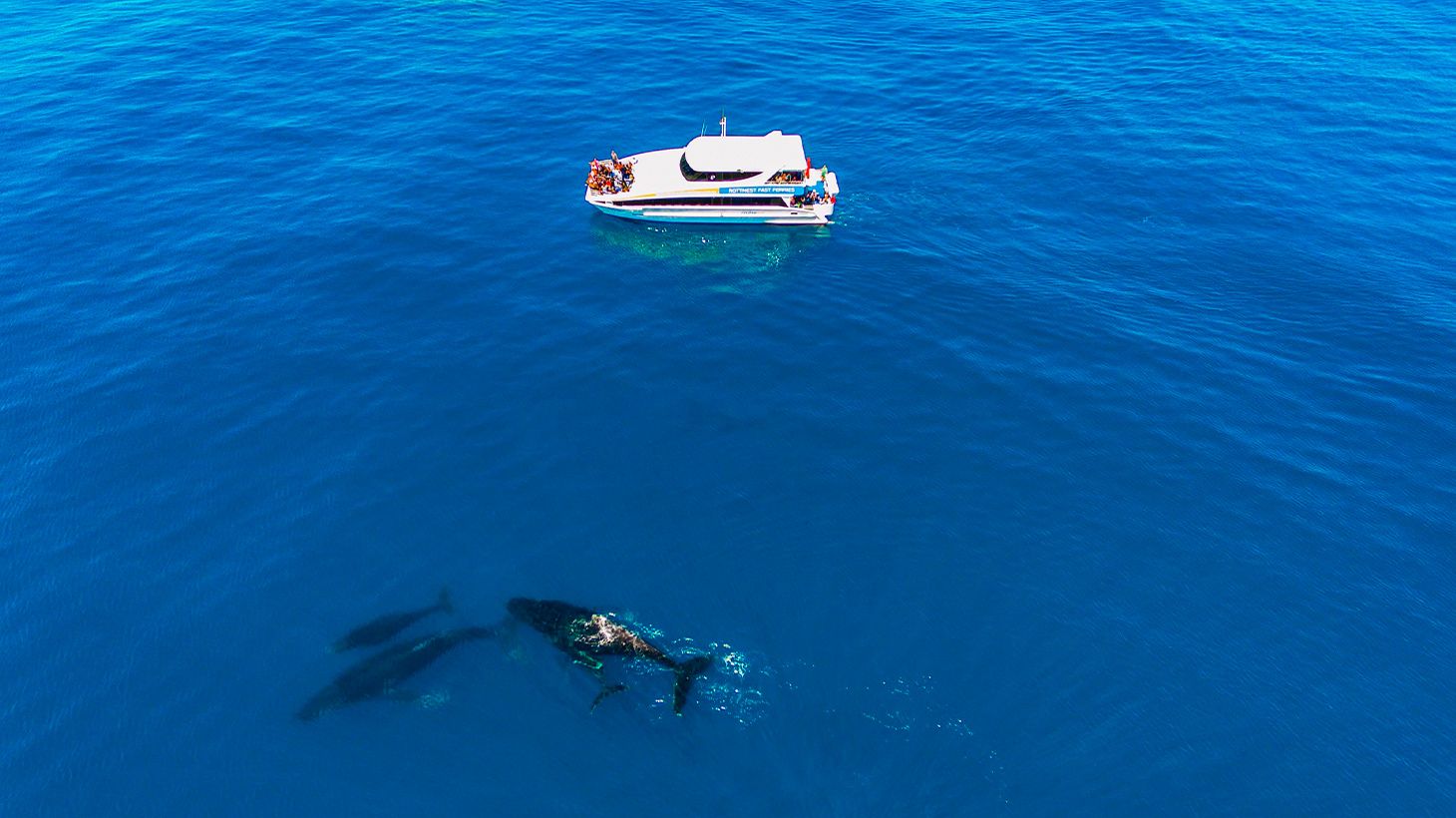 Witness a Majestic Migration on a Two-Hour Whale Watching Cruise