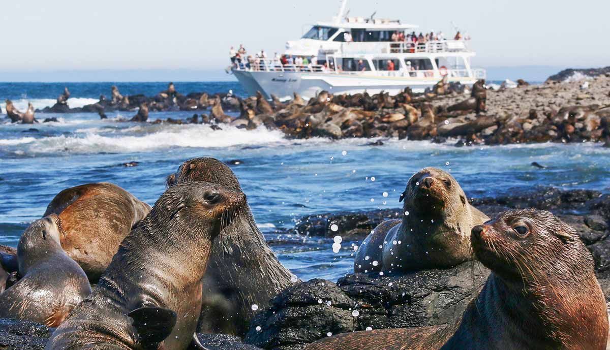 Two-Hour Coastal Wildlife Cruise to Australia’s Largest Seal Colony 2