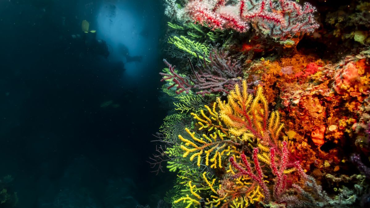 Catalonia Dive Reawakening: Scuba Refresher with PADI 5* Dive Center