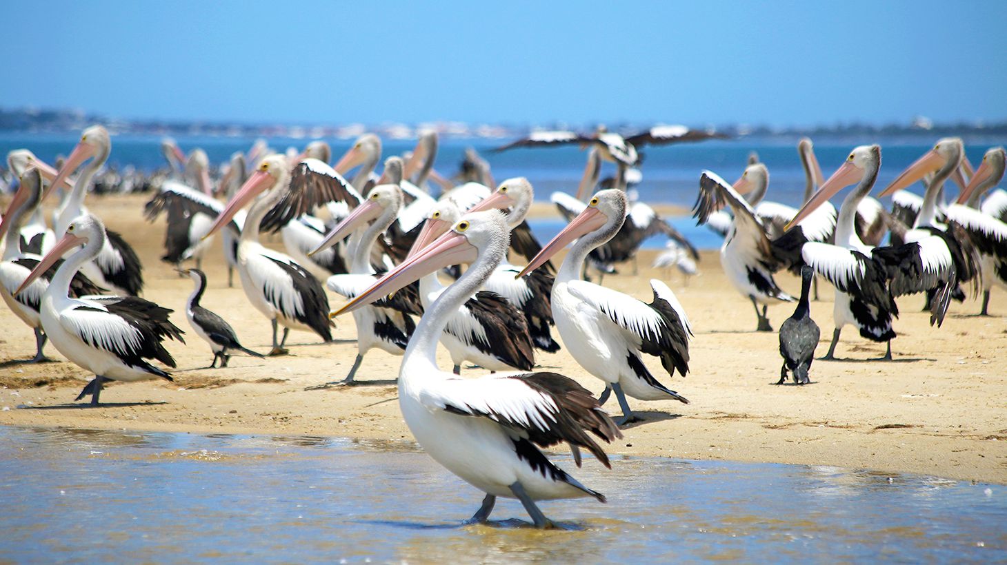 Mandurah Dolphin Cruise & Views Tour with Dolphin Guarantee 4
