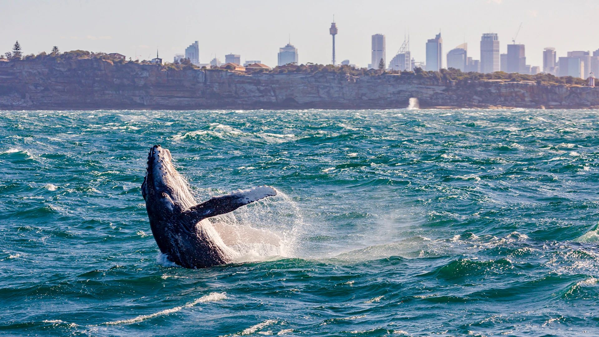 Sydney Half-Day Whale Watching Harbour Cruise