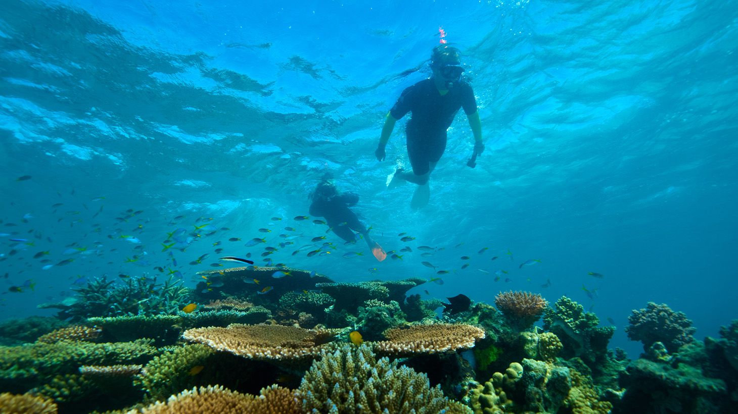 Half-Day Great Barrier Reef Snorkel Tour with Expert Guide, Equipment & Snacks
