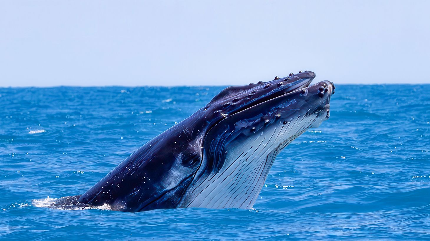 Eight-Hour Guided Whale Watching Experience with Buffet Lunch 5