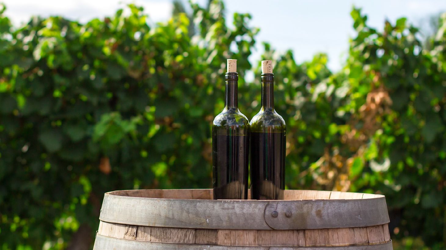 Full-Day Canberra Essential Wineries Tour with Transfers 8