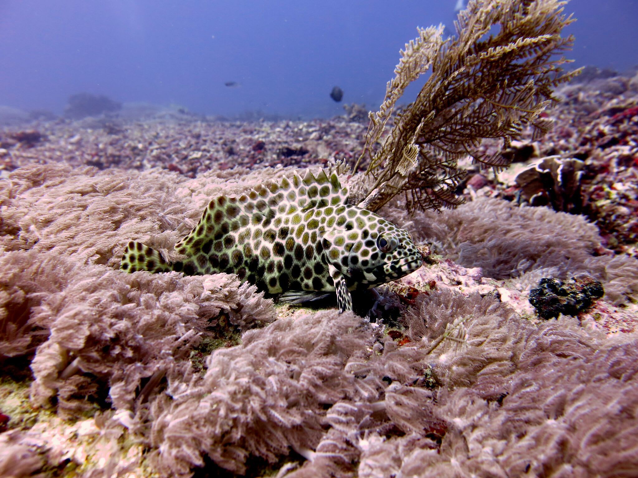 Gili Islands Full Day Diving with PADI 5* Dive Center 4