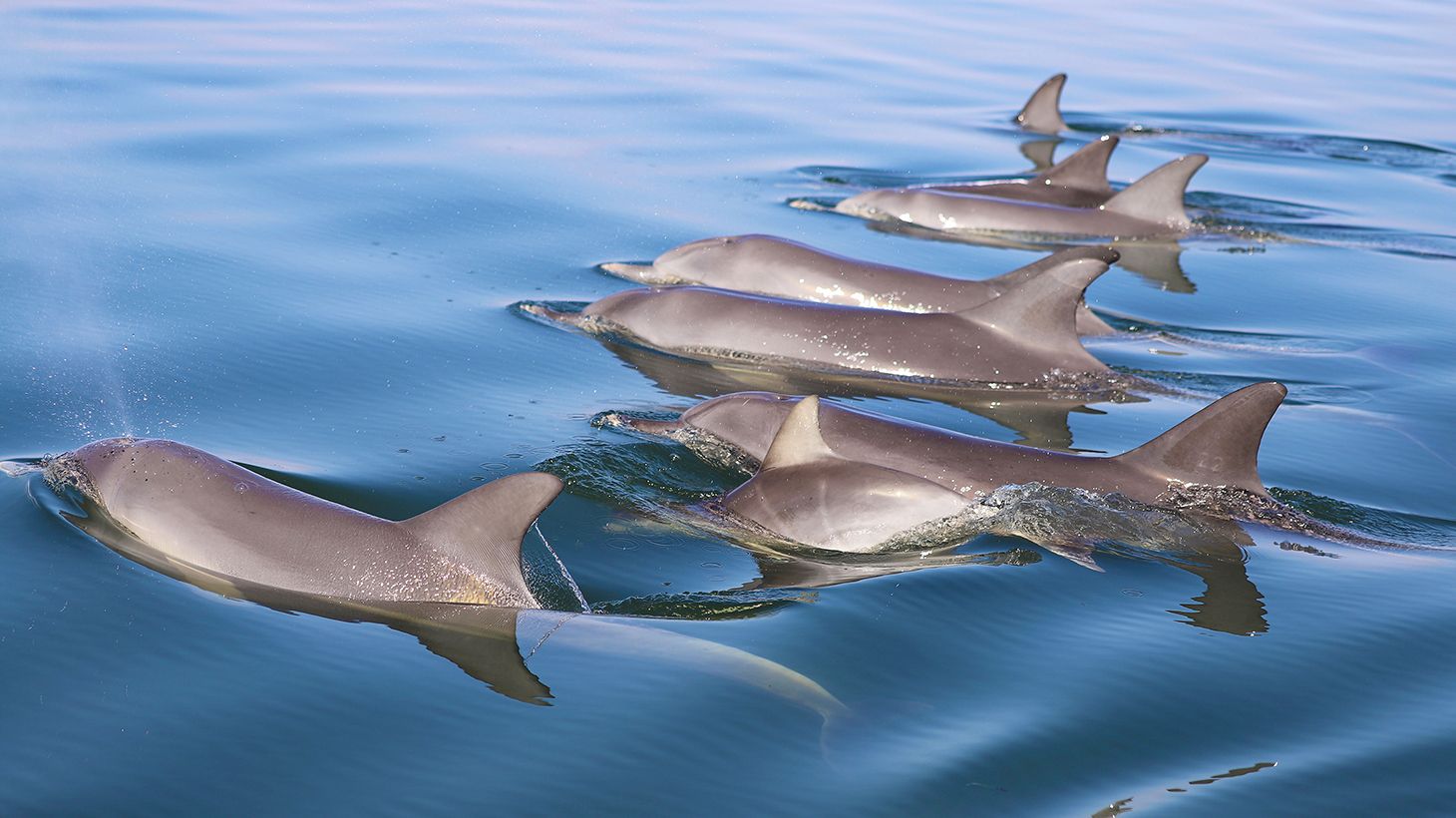 Mandurah Dolphin Cruise & Views Tour with Dolphin Guarantee 5