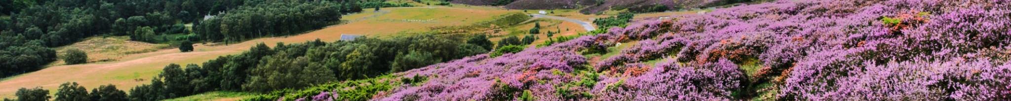 Play the Legends of Scotland