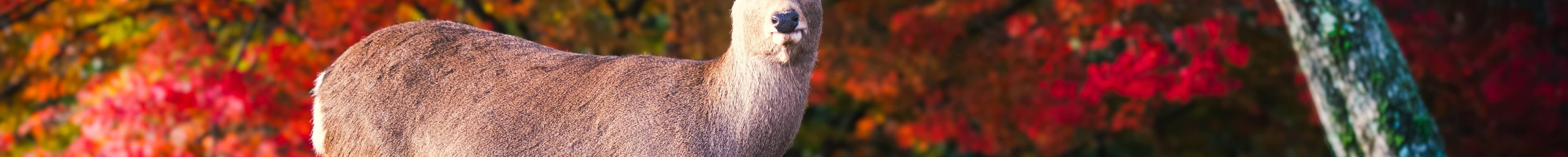 Stay in Nara and experience the best of Japan