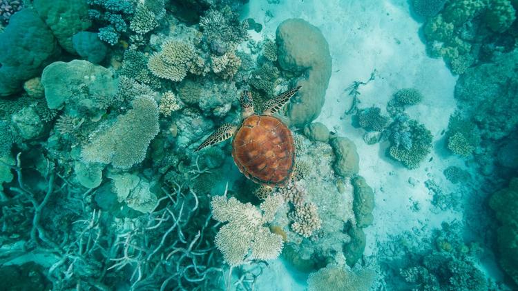 Why I’m Now Obsessed with the Great Barrier Reef