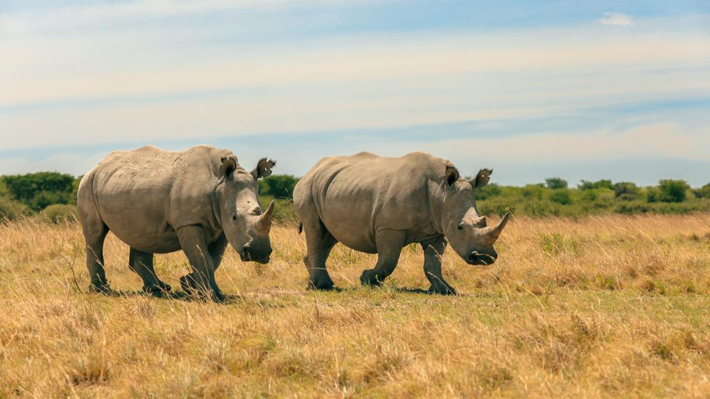 Moremi Game Reserve, Botswana