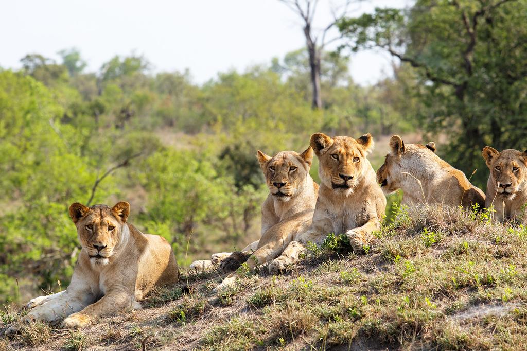 Kruger National Park