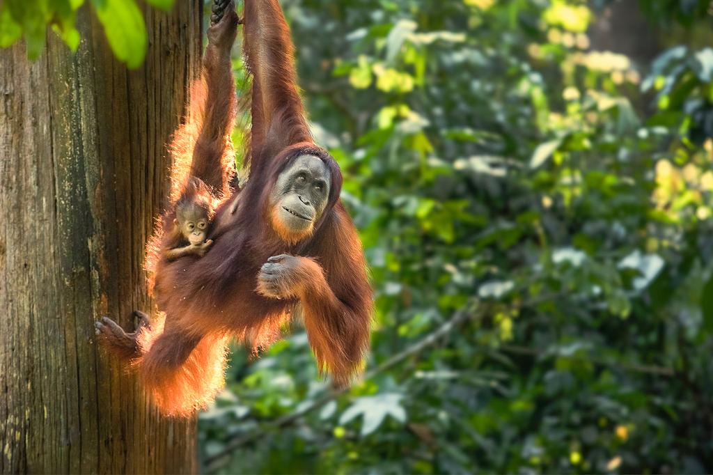 Orangutan in Borneo