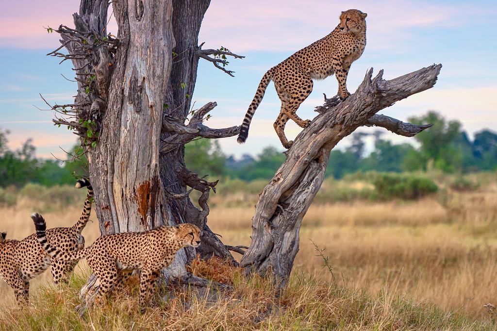 Moremi Game Reserve, Botswana