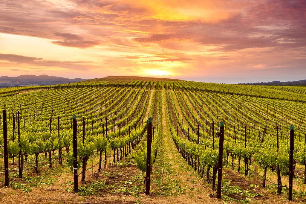 Napa Valley vineyard
