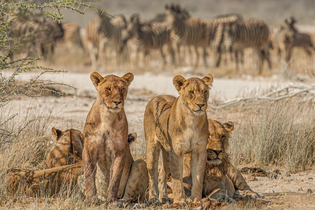Etosha National Park, Namibia