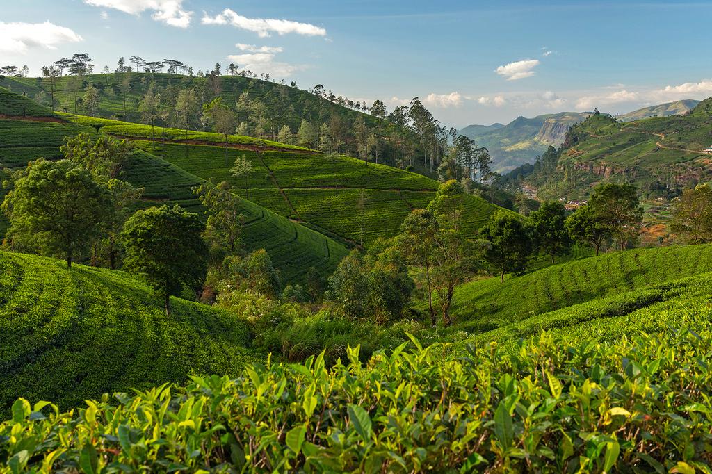 Tea plantations, Nuwara Eliya 