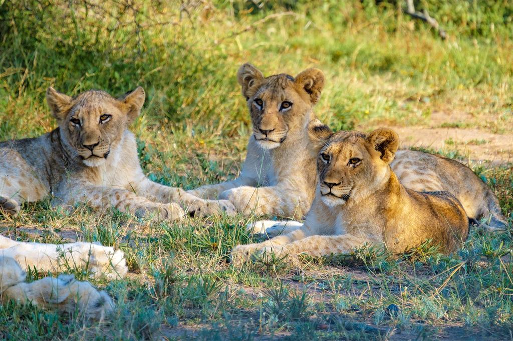 Blue Canyon Conservancy, South Africa