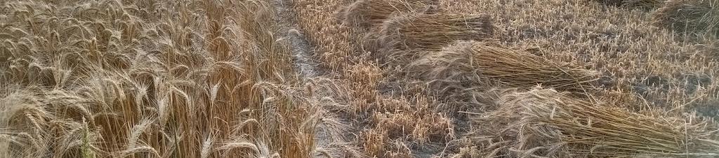 Luxury hotels in Ahmedabad