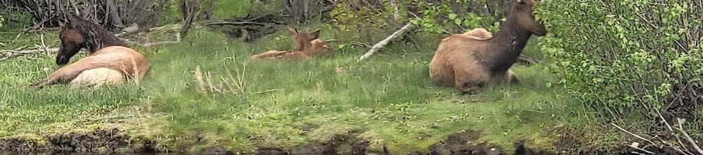 Luxury hotels in Evergreen