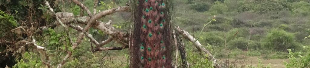 Luxury hotels in Yala