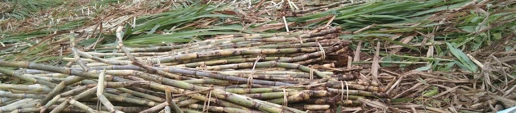 Luxury hotels in Muang Sing