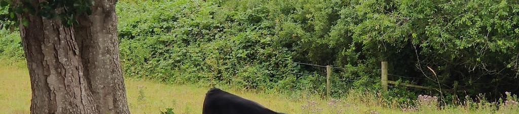 Luxury hotels in Bramley