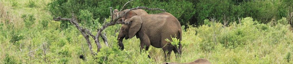 Luxury hotels in Hluhluwe