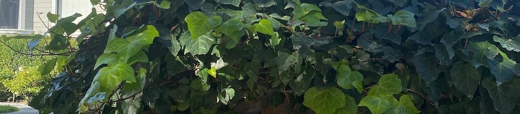 Luxury hotels in Santa Clara