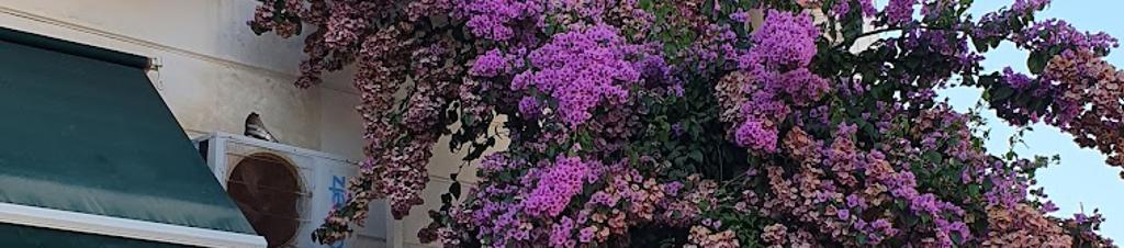 Luxury hotels in Ischia