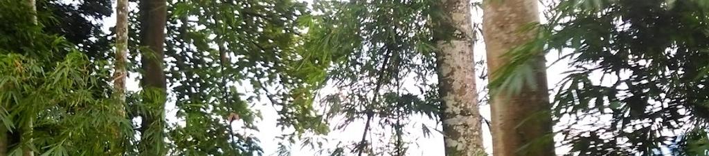 Luxury hotels in Janda Baik