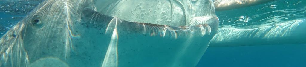 Luxury hotels in Cebu