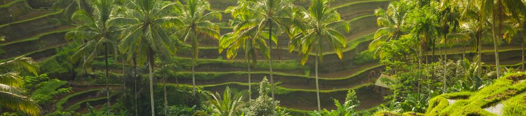 Luxury hotels in Ubud